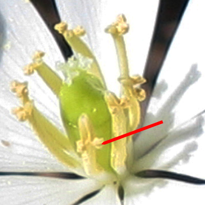 Jeffersonia diphylla, Twinleaf - flower, close up, rolled anther flaps