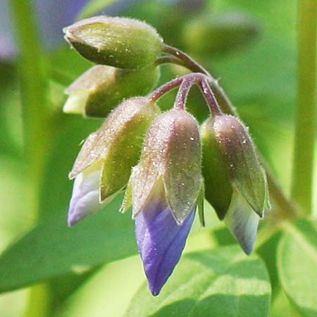 Polemonium reptans - Greek Valerian/Jacob's ladder - Flowers