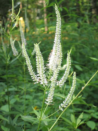 Veronicastrum Virginicum (Culver's Root)