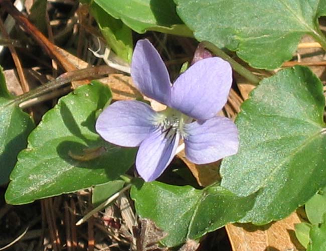 Viola affinis (LeConte's Violet)