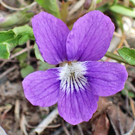 Northern coastal violet - Viola brittoniana - flowers