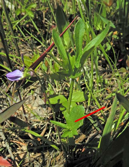 Northern coastal violet - Viola brittoniana - plant with early and primary leaves