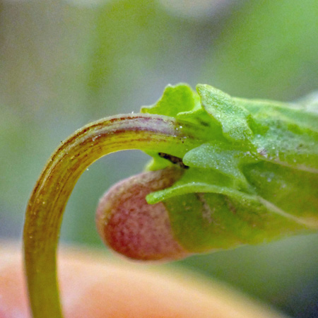 Northern coastal violet - Viola brittoniana - flower: side view