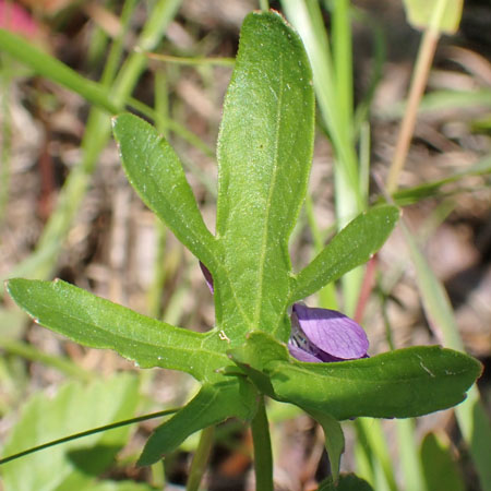 Northern coastal violet - Viola brittoniana - lobed primary leaf