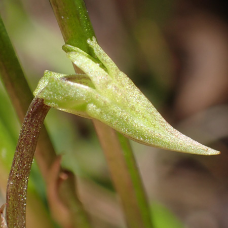 Northern coastal violet - Viola brittoniana - cleistogamous flower
