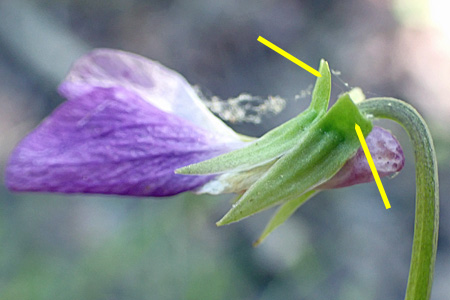 Northern coastal violet - Viola brittoniana - flower: sepal, auriculate appendage 