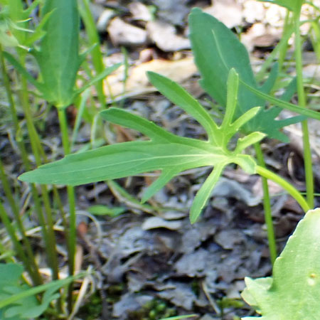 Northern coastal violet - Viola brittoniana - lobed primary leaf
