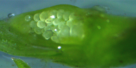 Northern coastal violet - Viola brittoniana - - cleistogamous flower