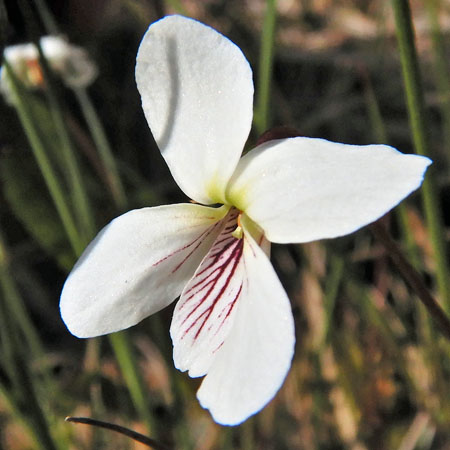 Leaf leaf violet - Viola lanceolata - white flowers
