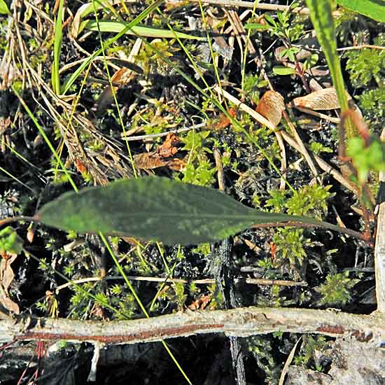 Leaf leaf violet - Viola lanceolata - habitat