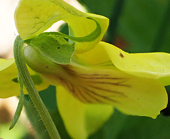 Downy yellow violet - Viola pubescens - flower - side view, spur
