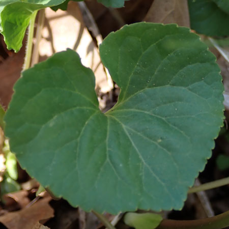 Downy yellow violet - Viola pubescens -  leaves