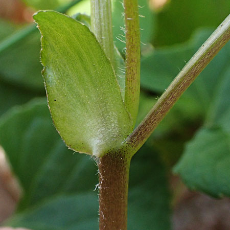 Downy yellow violet - Viola pubescens -  Stipules