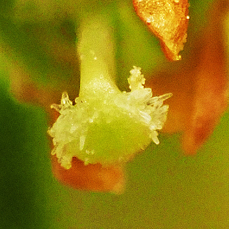 Downy yellow violet - Viola pubescens - flower, bearded stigma, closeup
