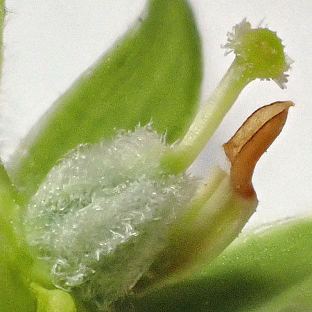 Downy yellow violet - Viola pubescens - fruit - maturing pistil