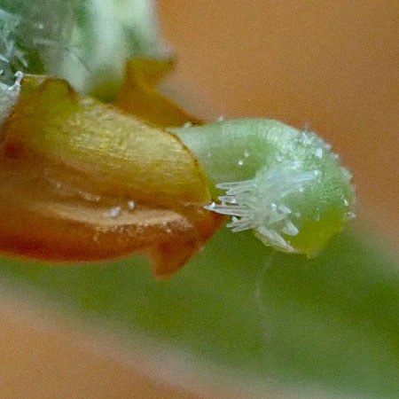 Downy yellow violet - Viola pubescens - flower, bent stigma closeup