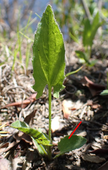 Arrowleaf violet - Viola sagittata - individual stems with flowers