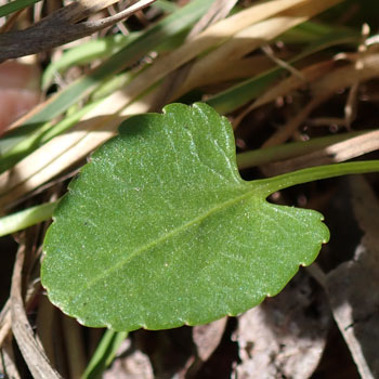 Arrowleaf violet - Viola sagittata - individual stem with flower and leaves