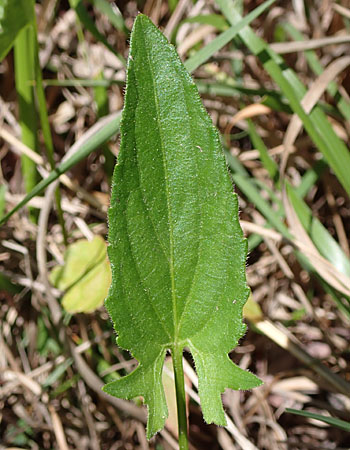 Arrowleaf violet - Viola sagittata - individual stem with flower and leaves