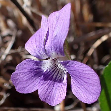 Arrowleaf violet - Viola sagittata - flowers