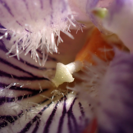 Arrowleaf violet - Viola sagittata - flowers