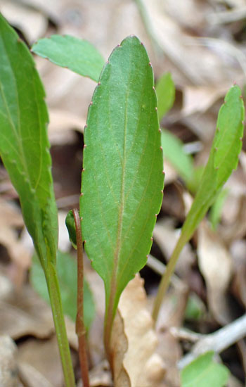 Leaf leaf violet - Viola lanceolata - leaf is about 1.5 times as long as wide