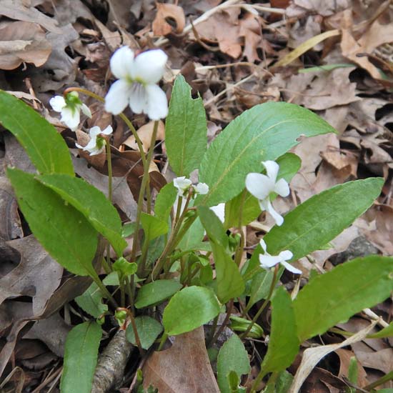 Lanceleaf violet - Viola lanceolata - flowers from ground