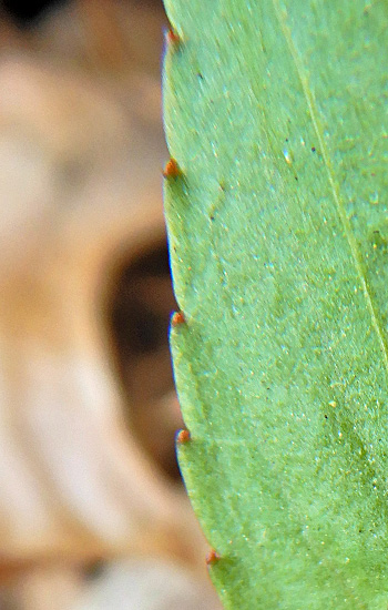 Leaf leaf violet - Viola lanceolata - leaf with crenulated margin and pale glands