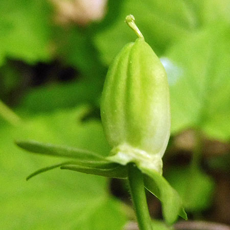 Downy yellow violet - Viola pubescens - fruit - maturing pistil