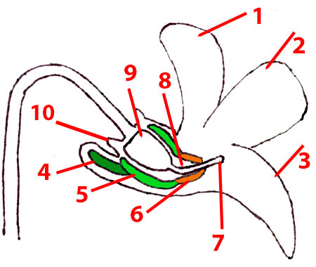 Arrowleaf violet - Viola sagittata - flowers