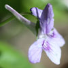 <i>Viola rostrata</i> ( Long-spurred Violet )_ This shows flower with long spur in back