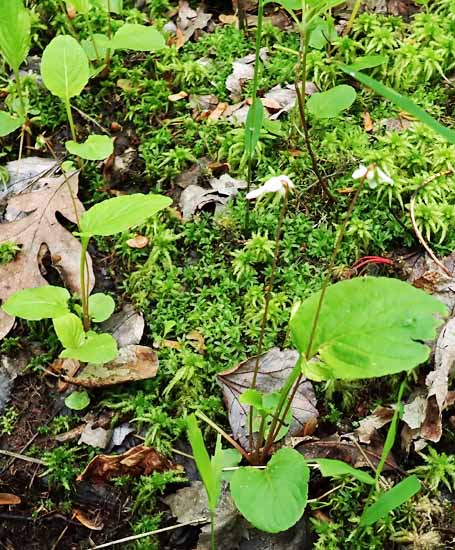 Primrose leaf violet - Viola primulifolia - habitat