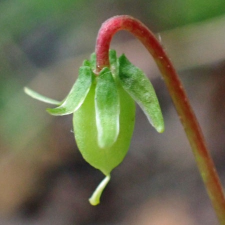 Primrose leaf violet - Viola primulifolia - developing fruit