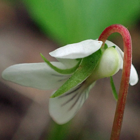 Primrose leaf violet - Viola primulifolia - flower spur