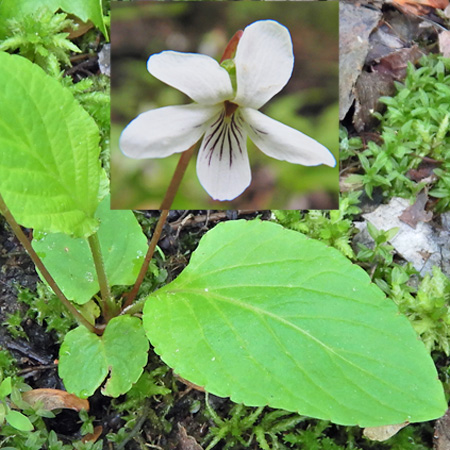 Primrose leaf violet - Viola primulifolia