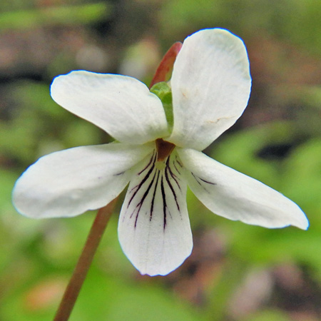 Primrose leaf violet - Viola primulifolia - white flowers