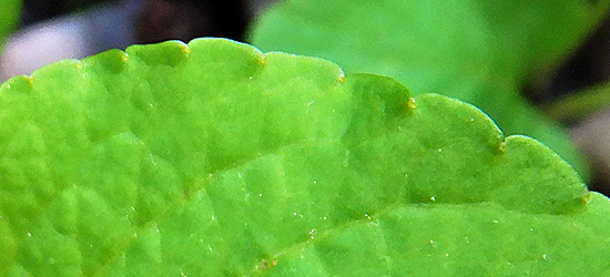 Primrose leaf violet - Viola primulifolia - leaf with crenulated margin and pale glands
