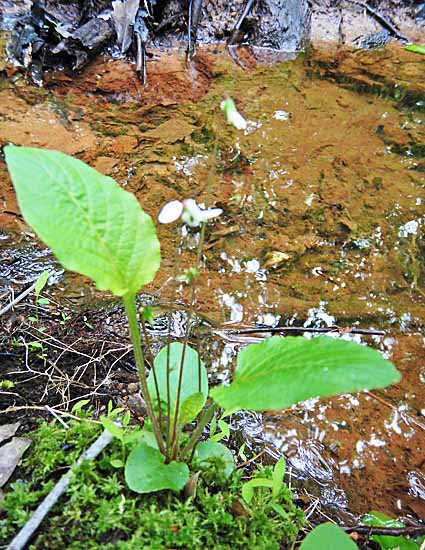 Primrose leaf violet - Viola primulifolia - habitat