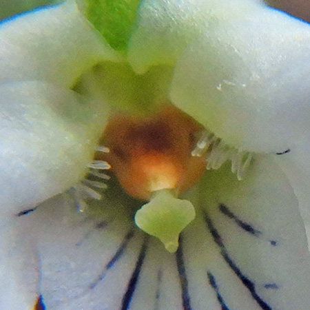 Primrose leaf violet - Viola primulifolia - stigma and lateral petal hairs