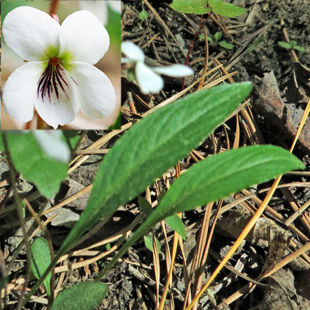Lanceleaf violet  - Viola lanceolata