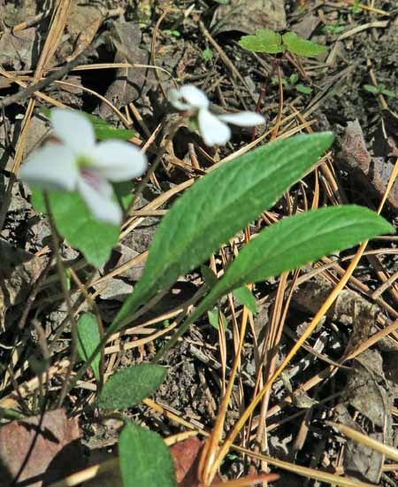 Lanceleaf violet - Viola lanceolata - flowers from ground