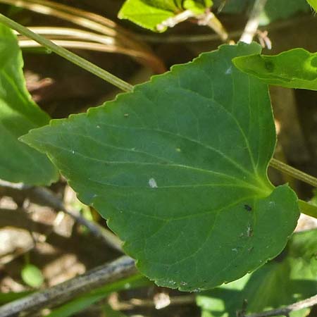 Downy yellow violet - Viola pubescens -  leaves - some hairs
