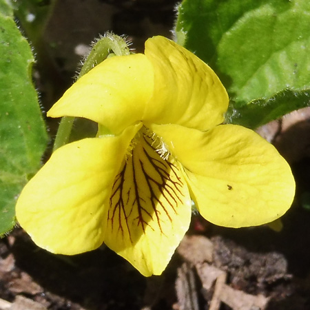 Twinleaf - Jeffersonia diphylla