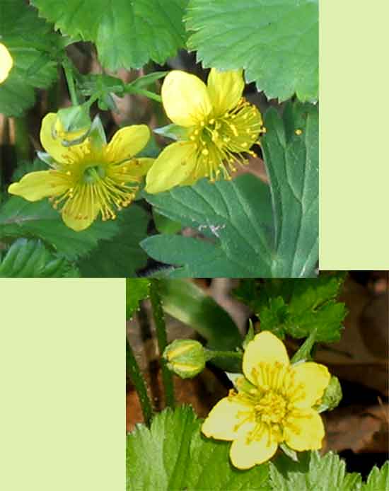 Waldsteinia fragarioides ( Barren Strawberry ) 