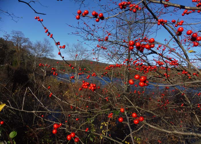 Ilex verticillata - Winterberry Holly, habitat near water edge