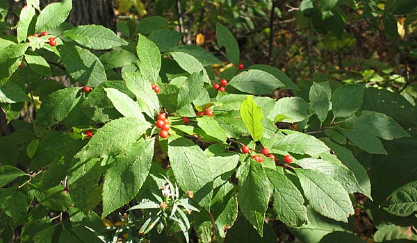 Ilex verticillata - Winterberry Holly - Red Fruit, berries Ilex verticillata - Winterberry Holly - Red Fruit, berries