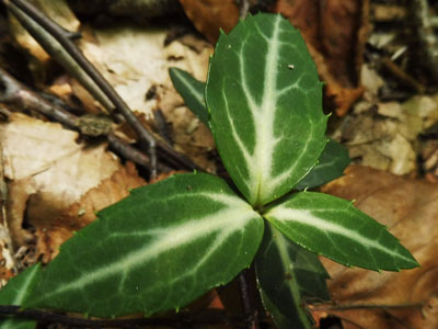Chimaphila maculata - Striped Wintergreen  - leaves 