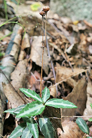 Chimaphila maculata - Striped Wintergreen  - fruit