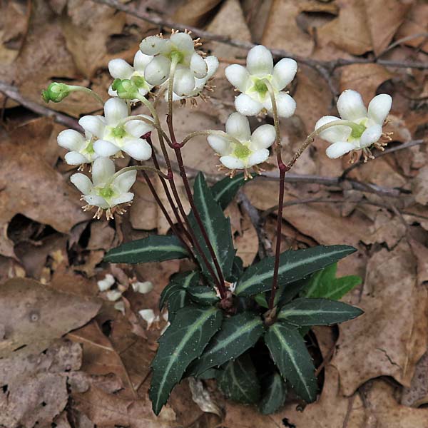 Chimaphila maculata - Striped Wintergreen  - plant with flowers