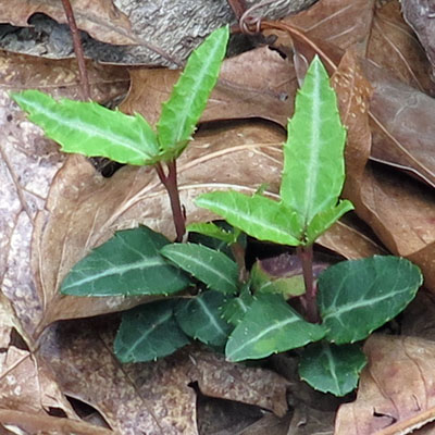 Chimaphila maculata - Striped Wintergreen  - leaves 